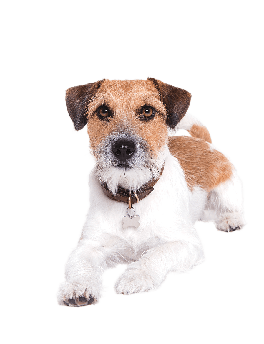 Jack-Russell.png